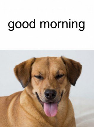 Good Morning Dog Meme1