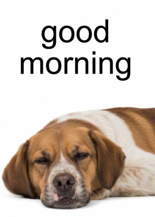 Good Morning Dog Meme2