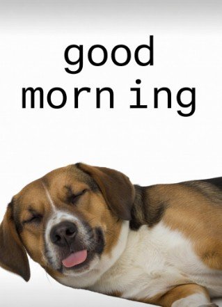 Good Morning Dog Meme4