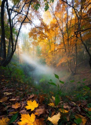Crisp autumn morning nature view