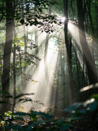 Early morning forest with sunlight rays