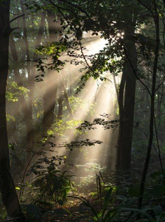 Early morning forest with sunlight rays