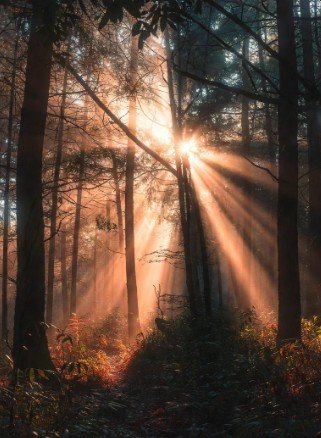 Early morning forest with sunlight rays