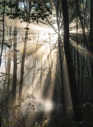 Early morning forest with sunlight rays