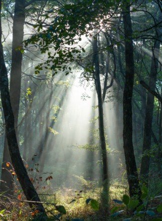 Early morning forest with sunlight rays