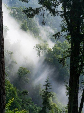 Morning mist rolling through forest