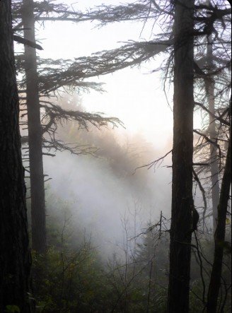 Morning mist rolling through forest