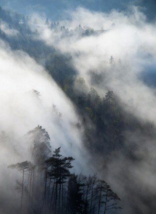 Morning mist rolling through forest