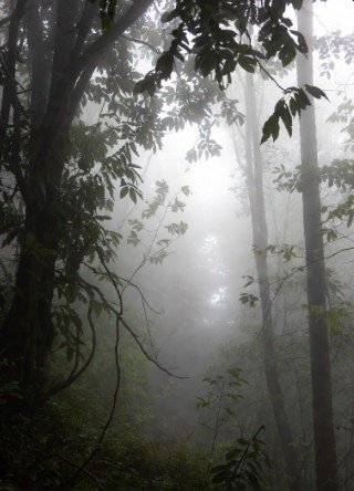 Morning mist rolling through forest