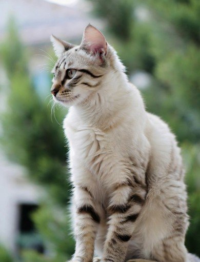 Good Morning Images Cute Cat