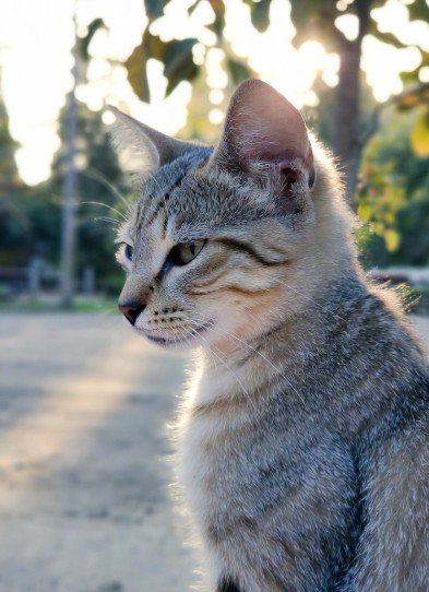 Good Morning Images Cute Cat