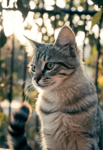 Good Morning Images Cute Cat