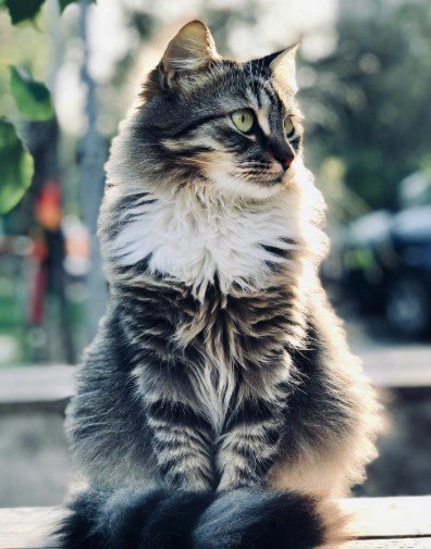 Good Morning Images Cute Cat