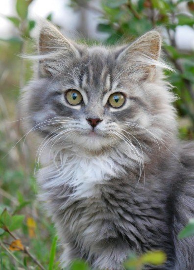 Good Morning Images Cute Cat